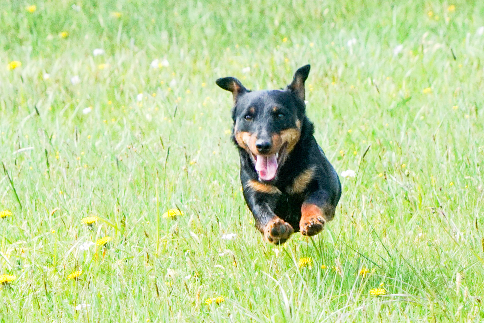 Jumping Dog