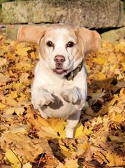 Jumping Dog