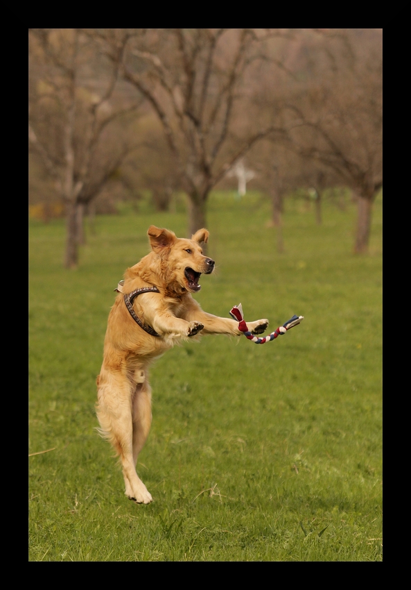 Jumping Dog