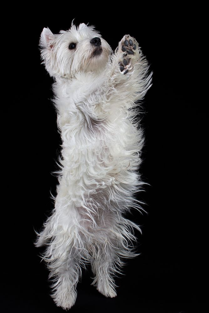 Jumping Dog von Johannes Eichler Photography 