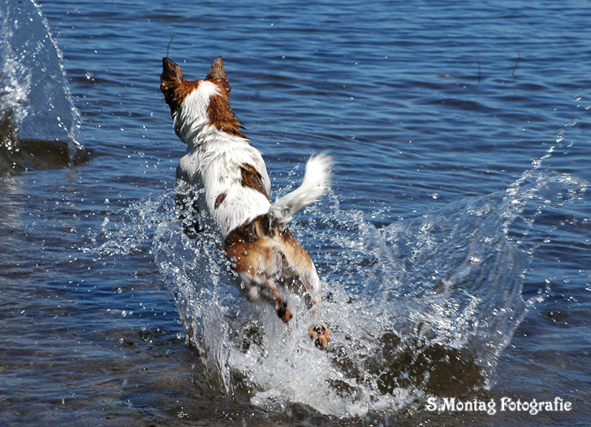 Jumping Dog