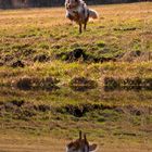 Jumping dog loves water