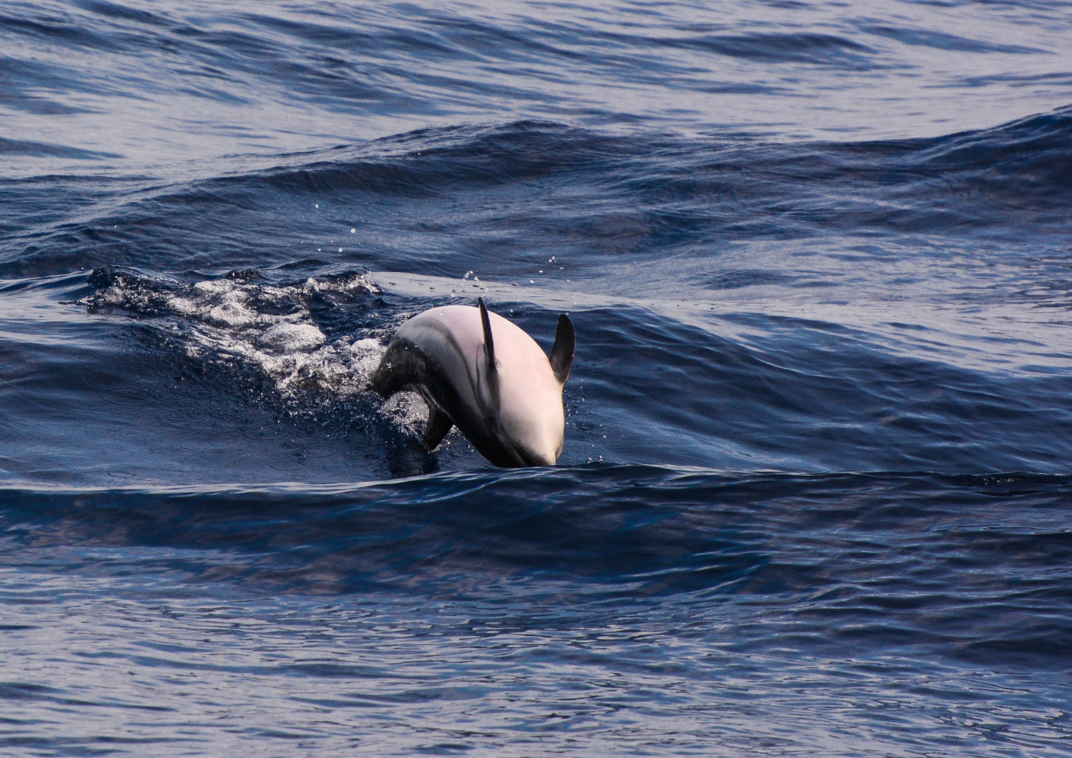 jumping dolphin