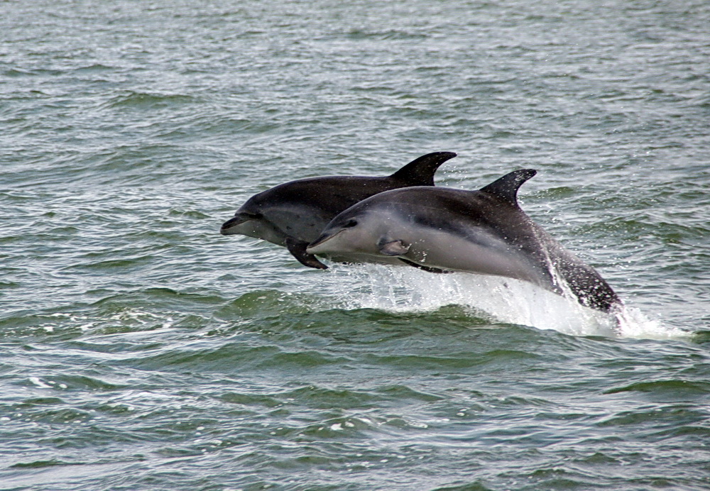 Jumping dolphins