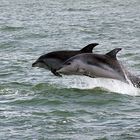 Jumping dolphins