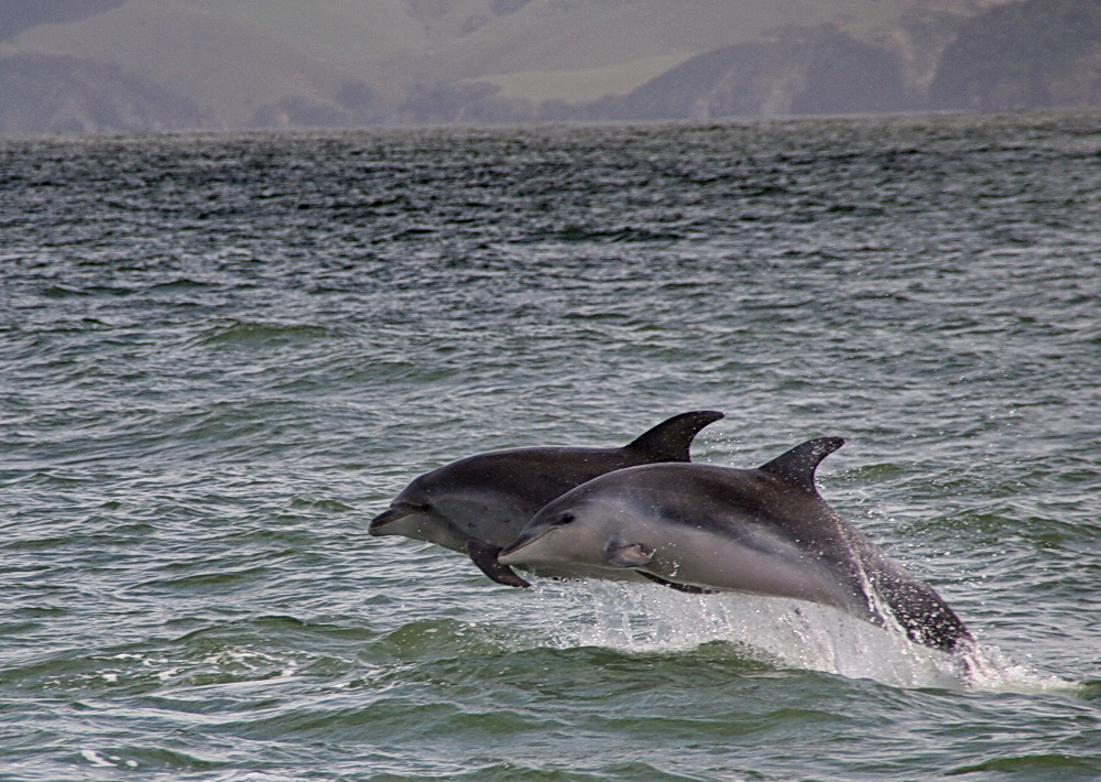 Jumping dolphins