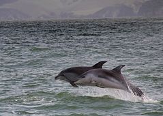 Jumping dolphins