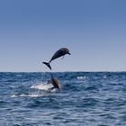 Jumping Dolphins