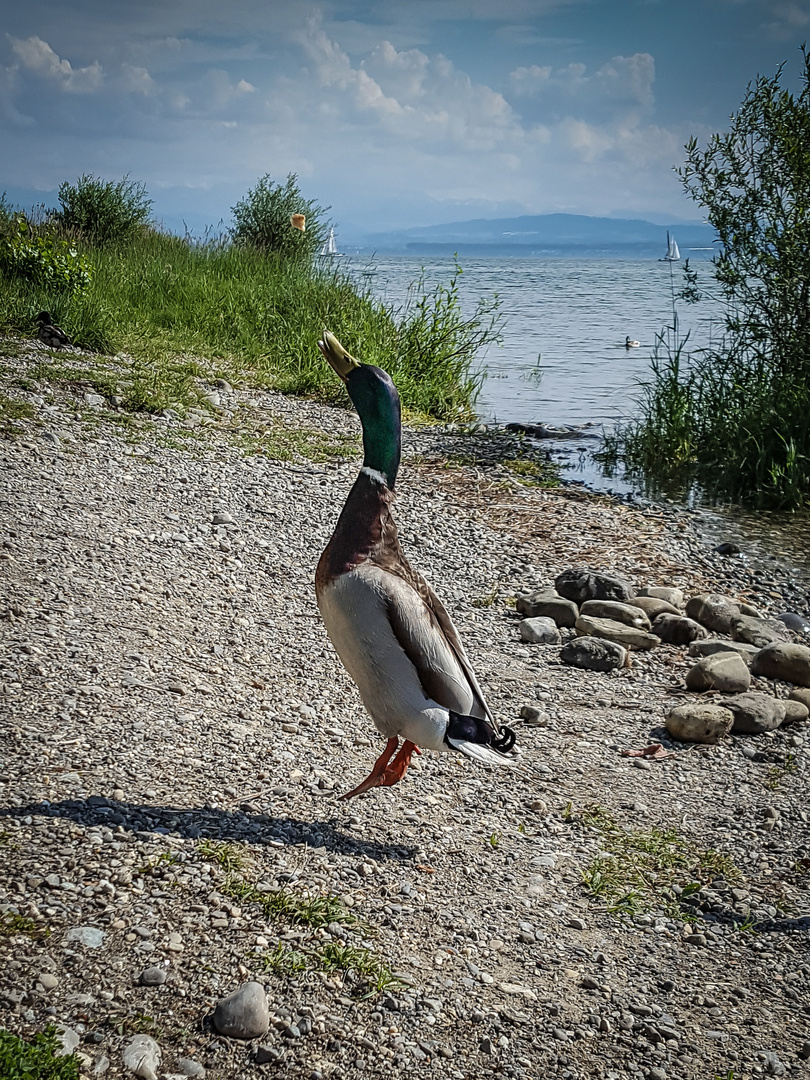 Jumping duck (2)