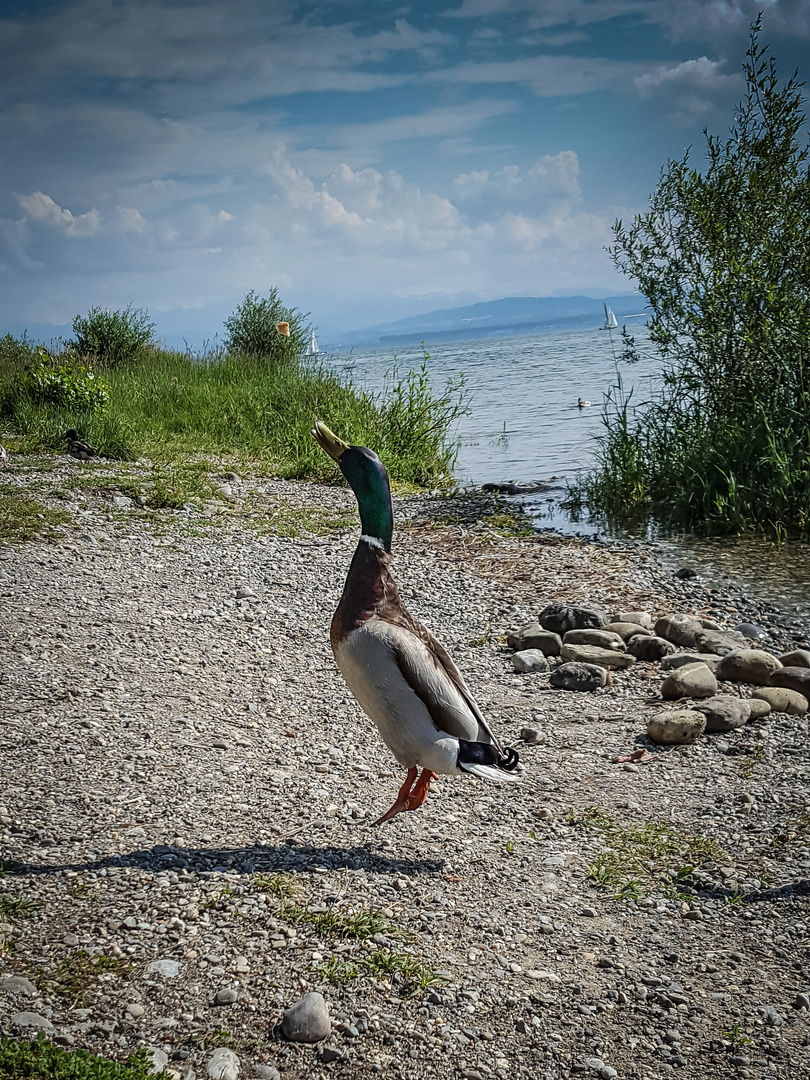 Jumping duck