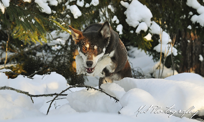 Jumping~