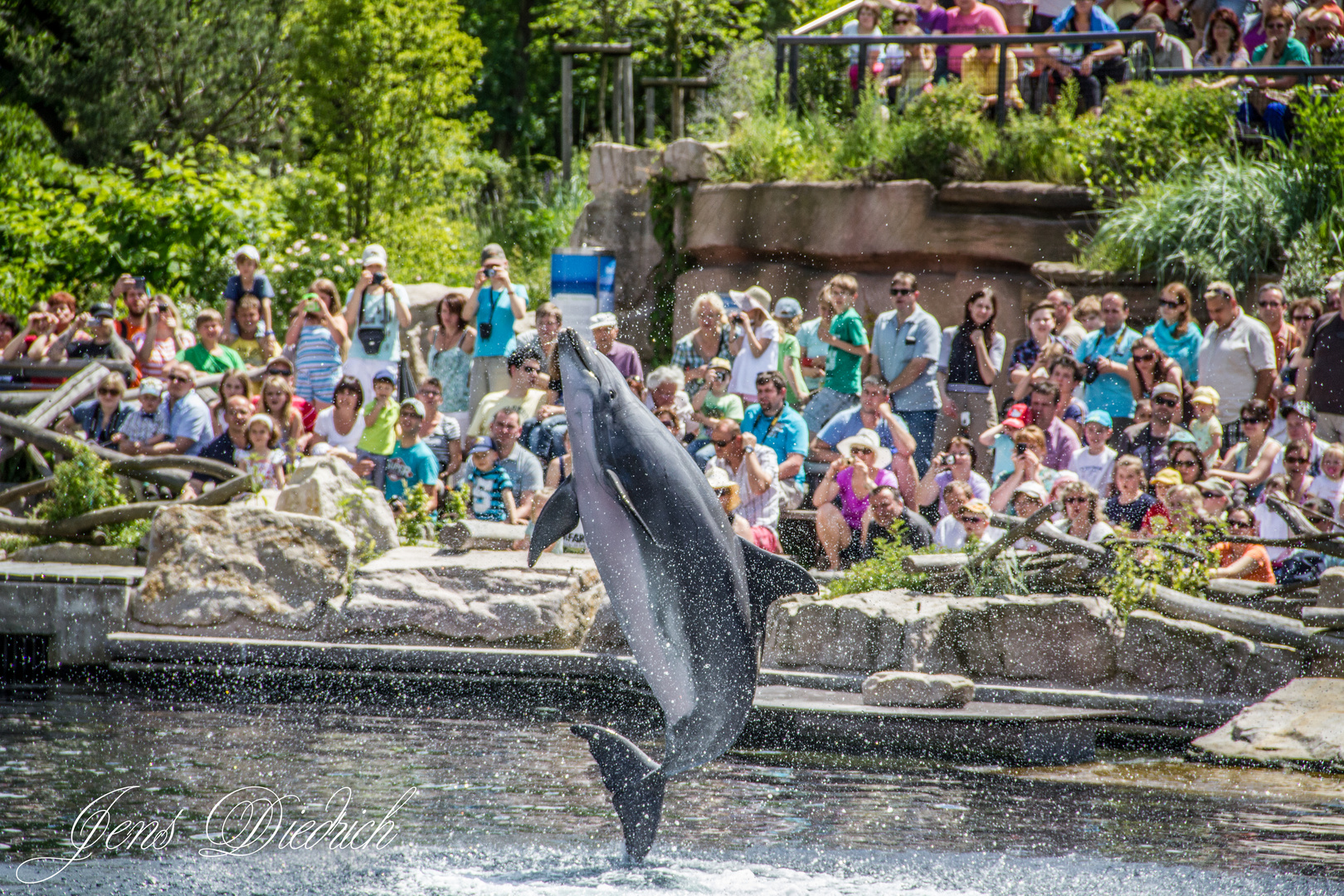 Jumping Flipper