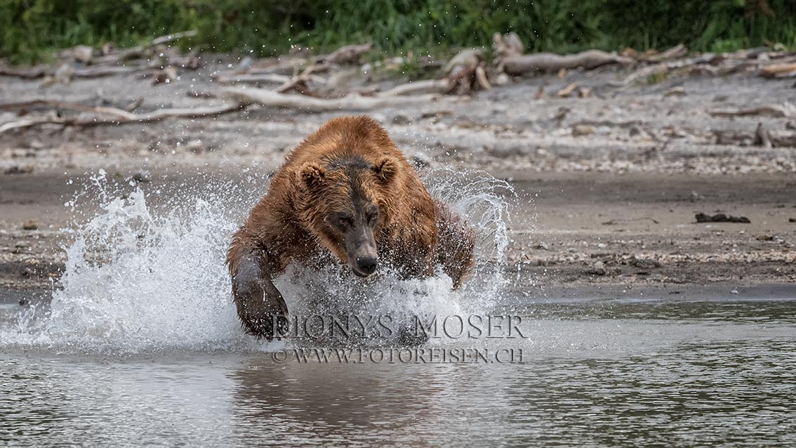 Jumping for fish