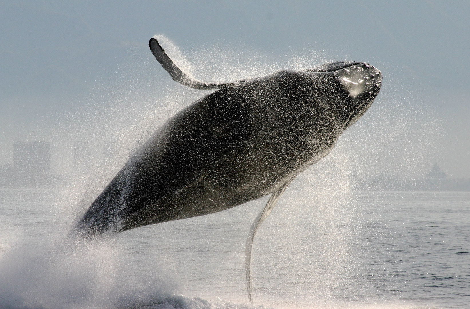 jumping for joy !