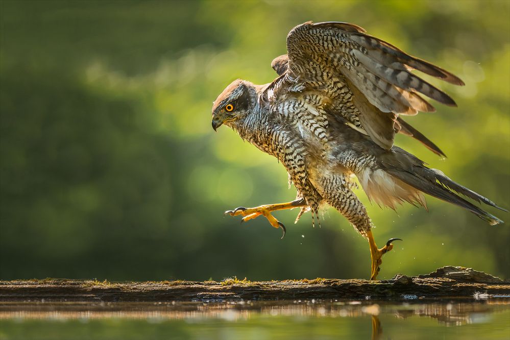 Jumping Goshawk