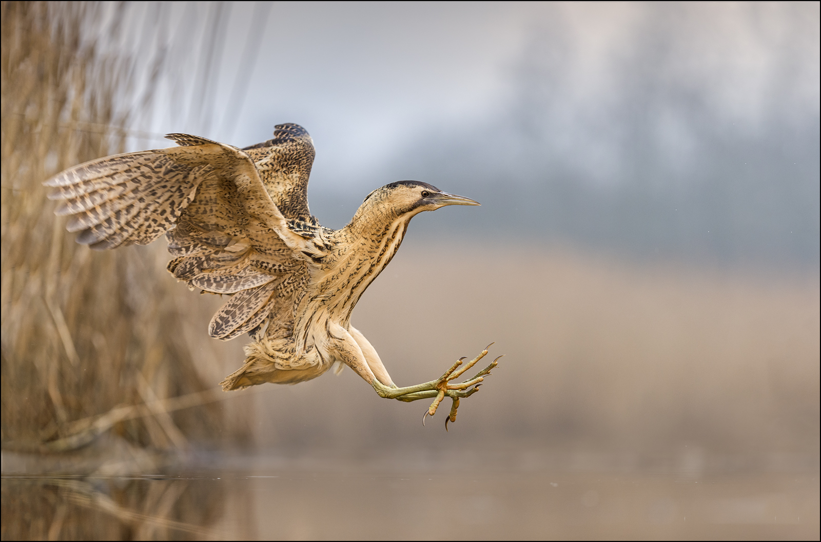 jumping Great Bittern 