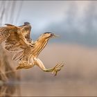 jumping Great Bittern 