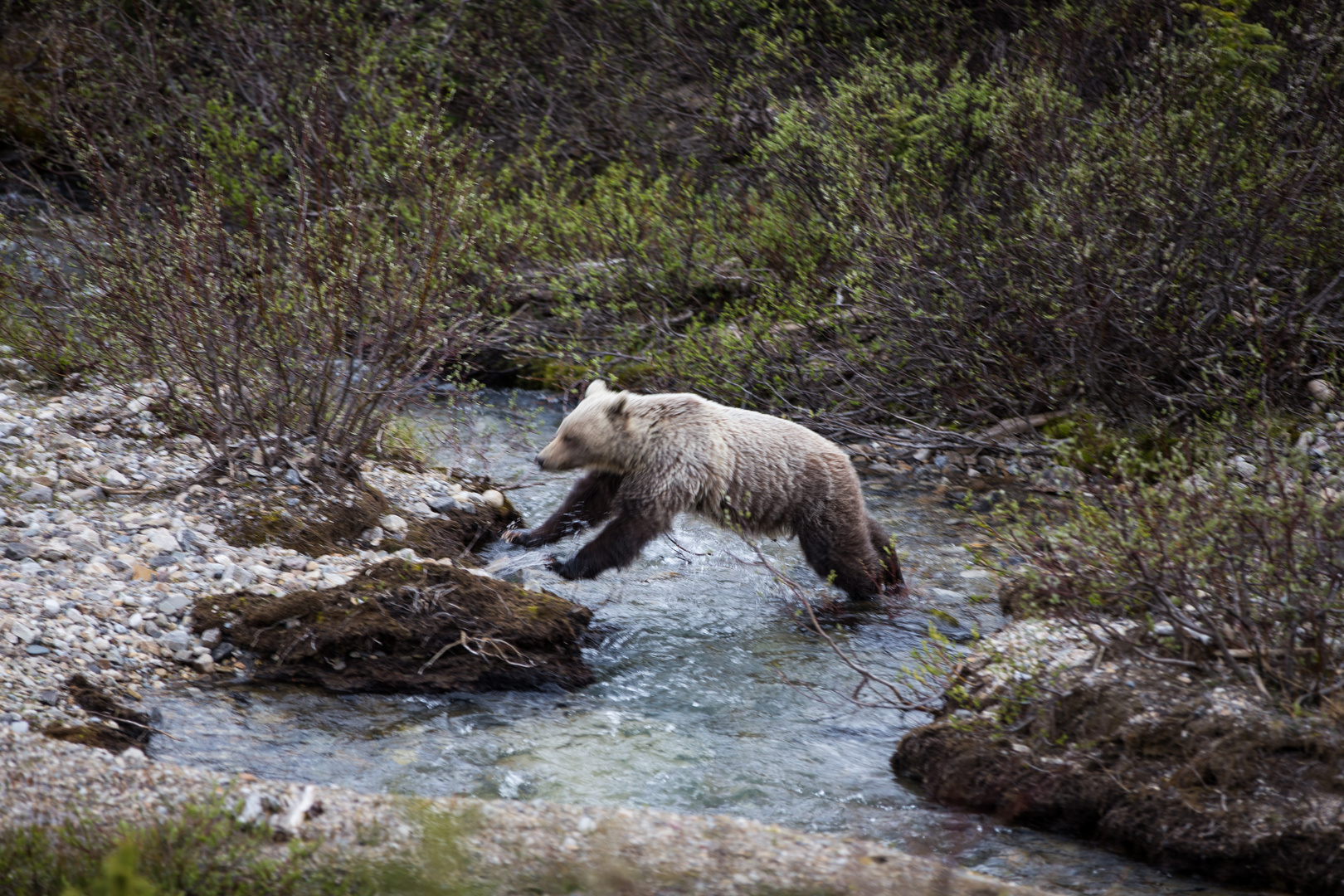 Jumping Grizzly