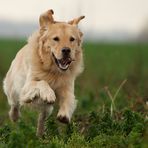 Jumping Henry ...