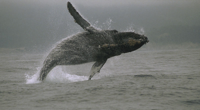 Jumping Humpback whale