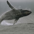 Jumping Humpback whale