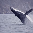 Jumping Humpback Whale