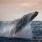 Jumping Humpback Whale... early in the morning 