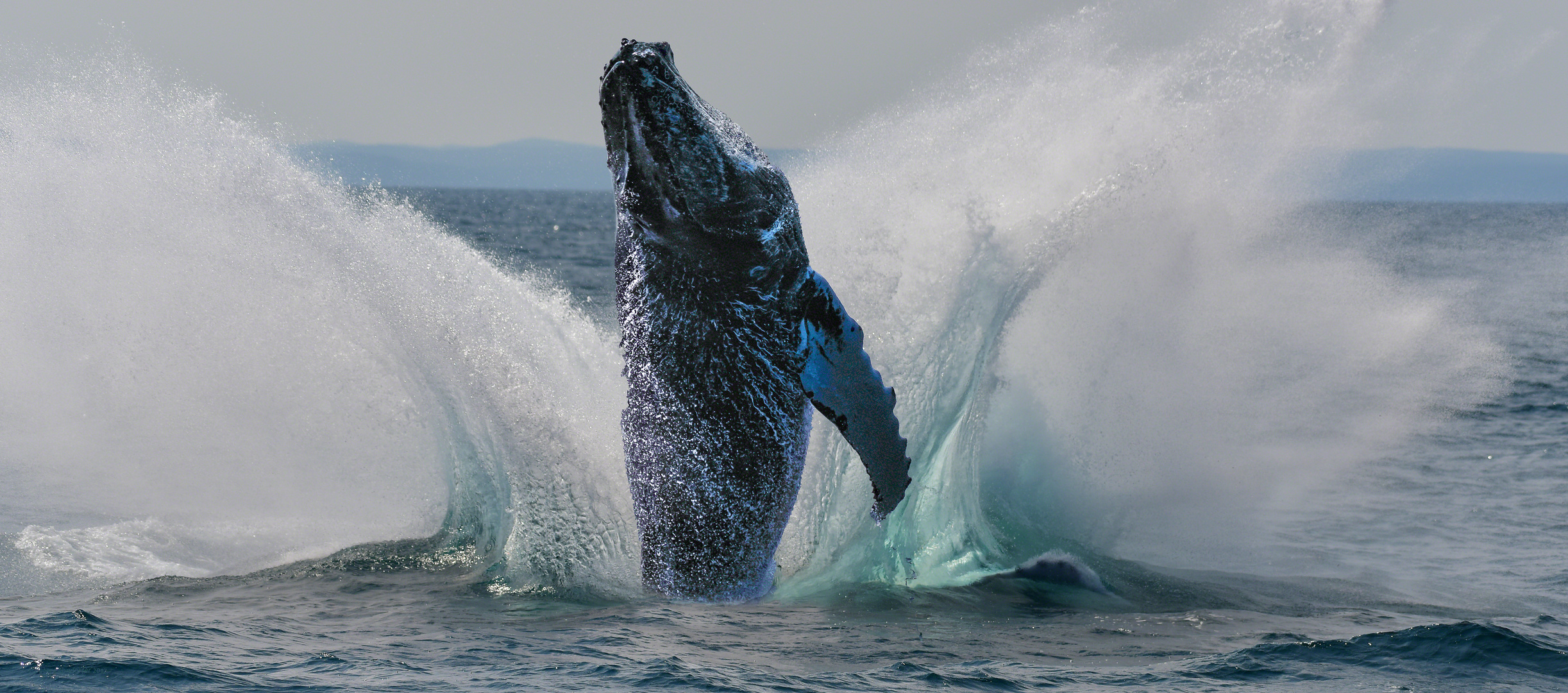 Jumping Humpback Whale... pure Lebenslust!