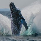 Jumping Humpback Whale... pure Lebenslust!
