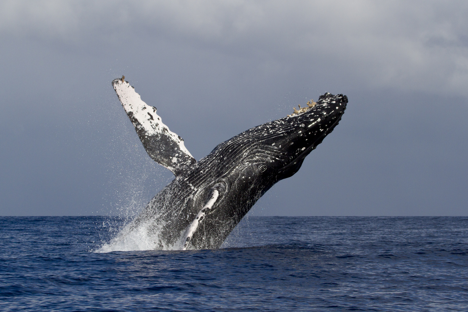 JUMPING HUMPBACKED WHALE