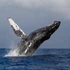 JUMPING HUMPBACKED WHALE