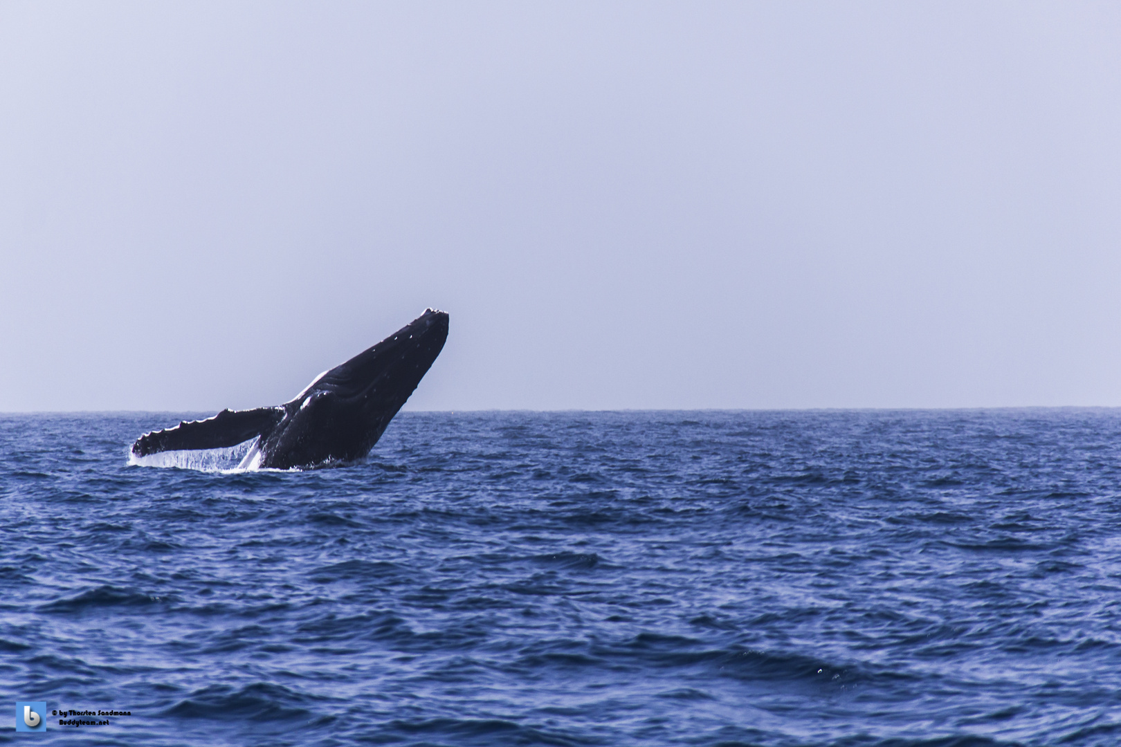 Jumping Humpbackwahle