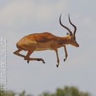 Jumping Impala 2