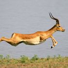 Jumping Impala