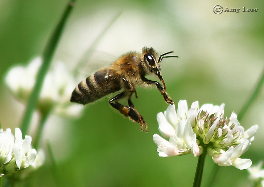 Jumping Jack