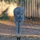 Jumping kangaroo