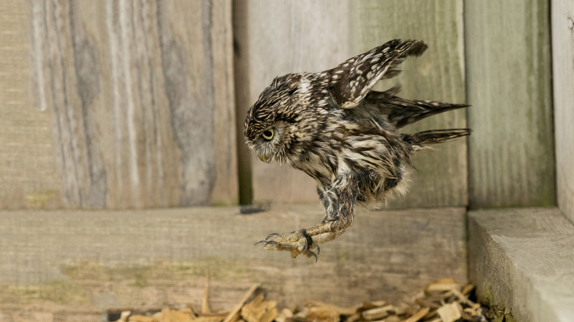 jumping - Kauz - Owl