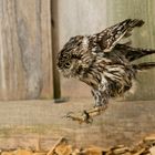 jumping - Kauz - Owl