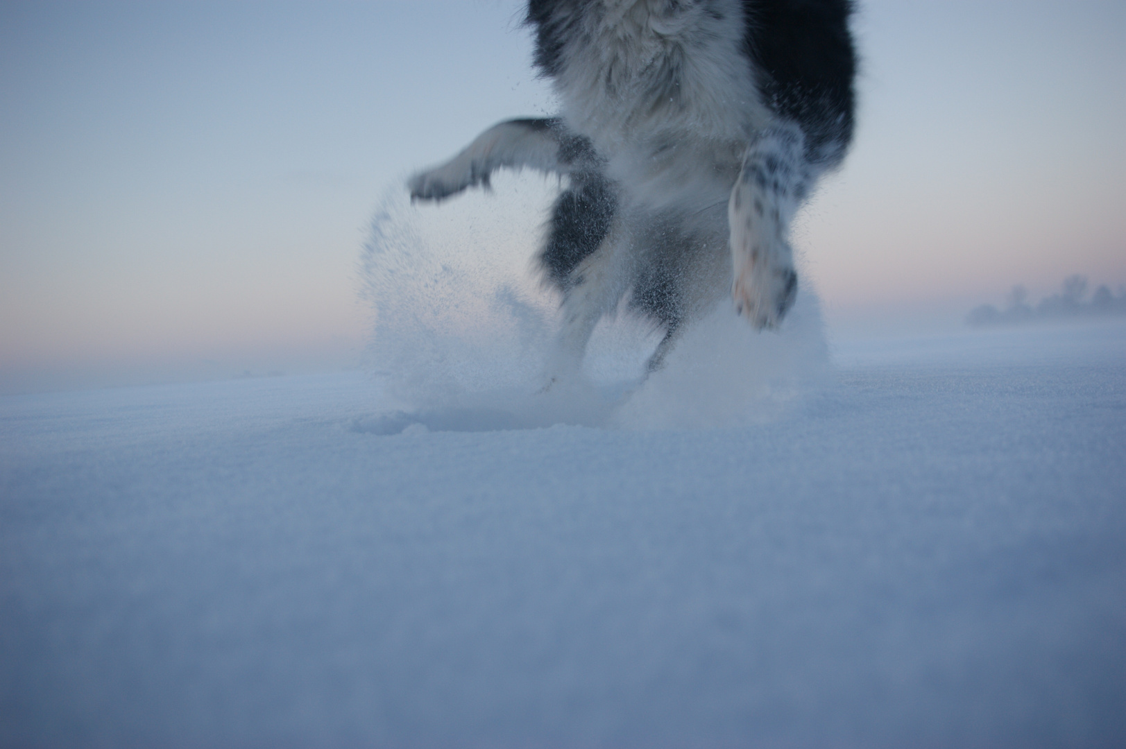 Jumping Leo