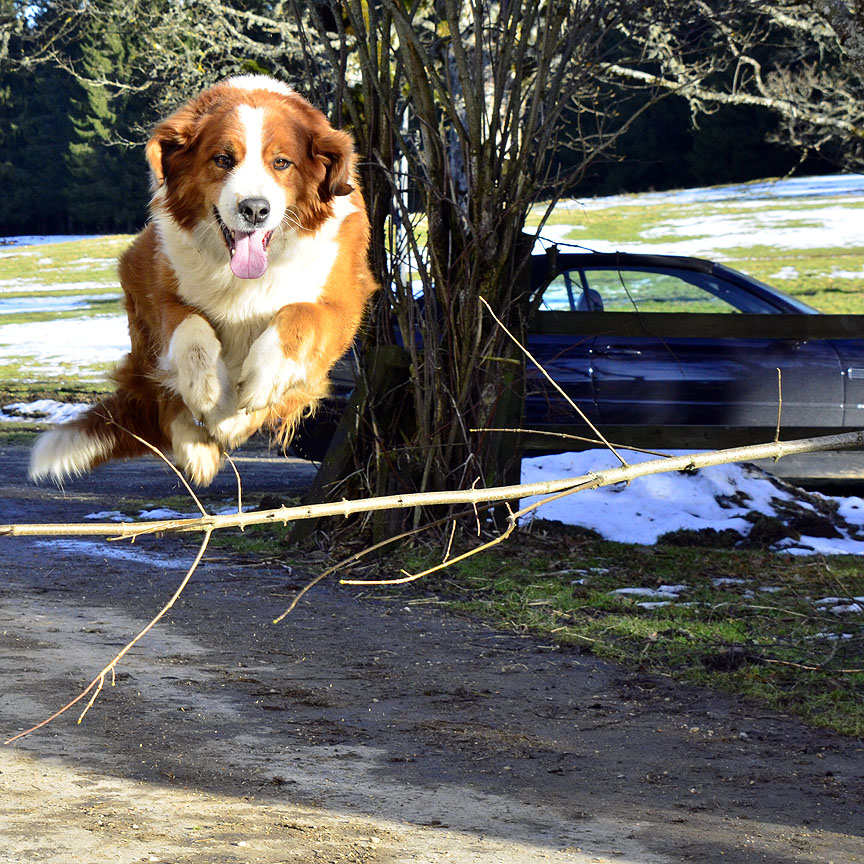 Jumping Leo...