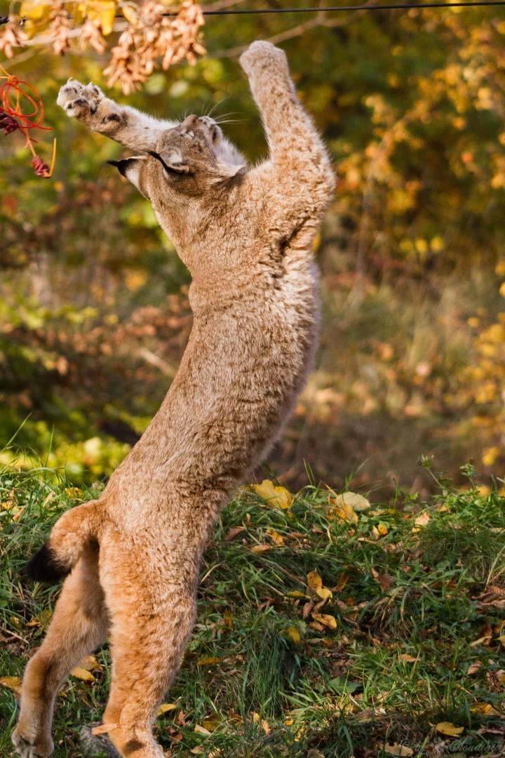 jumping lynx