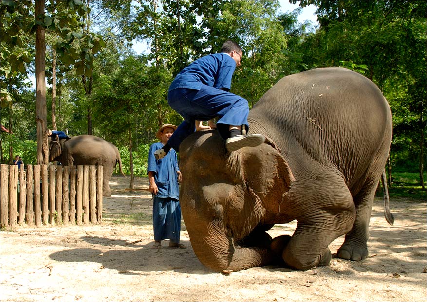 jumping on an elephant