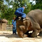 jumping on an elephant