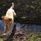 Jumping over the stream! :D