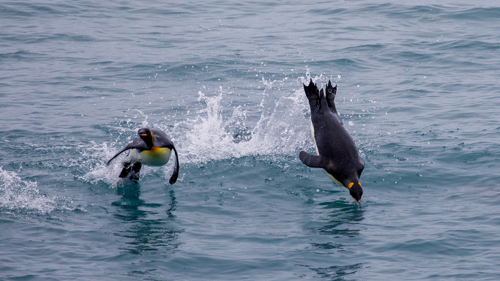 Jumping penguins