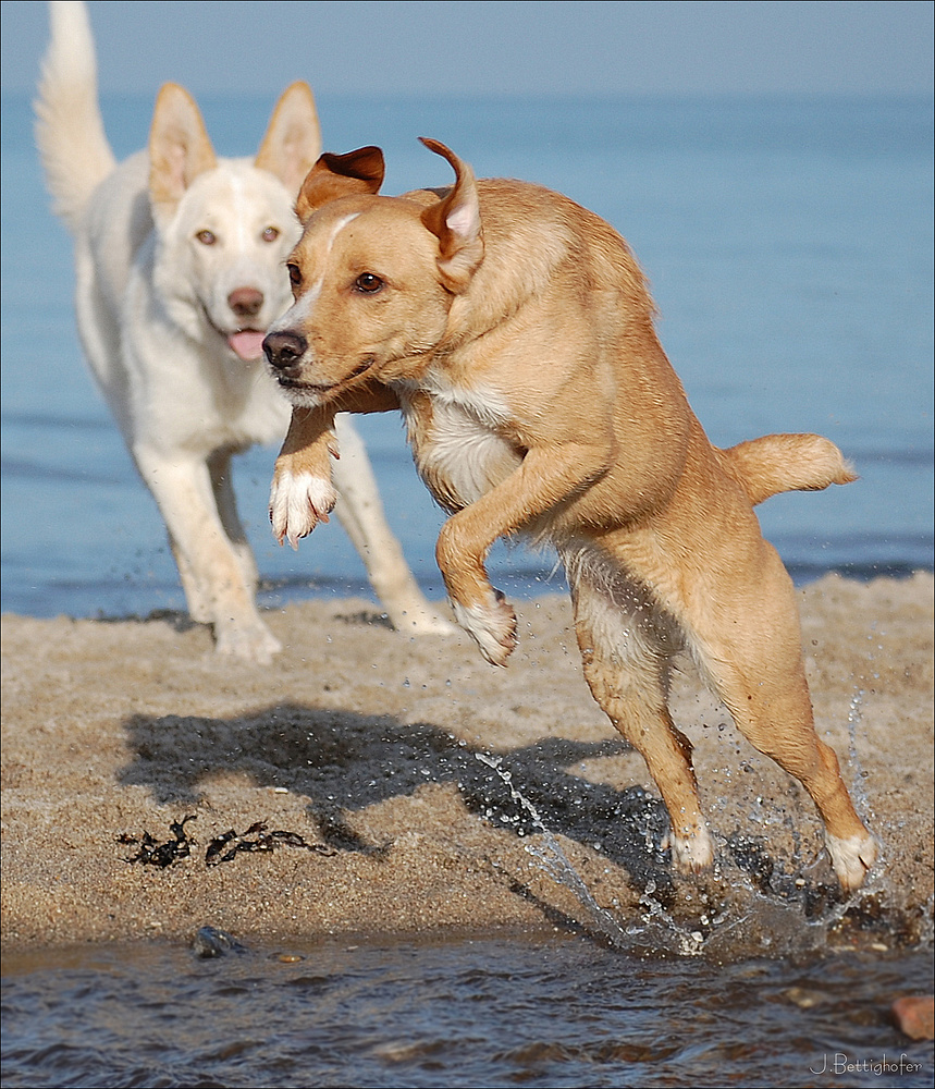 Jumping Phoebe