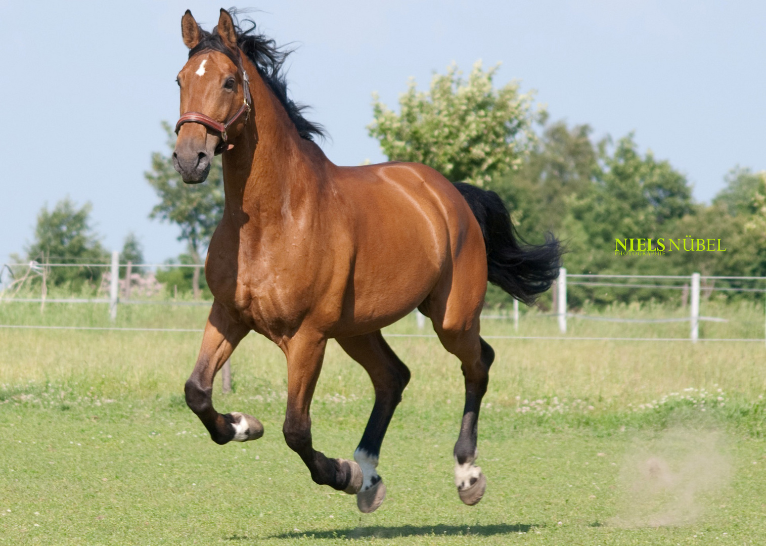 Jumping Roger