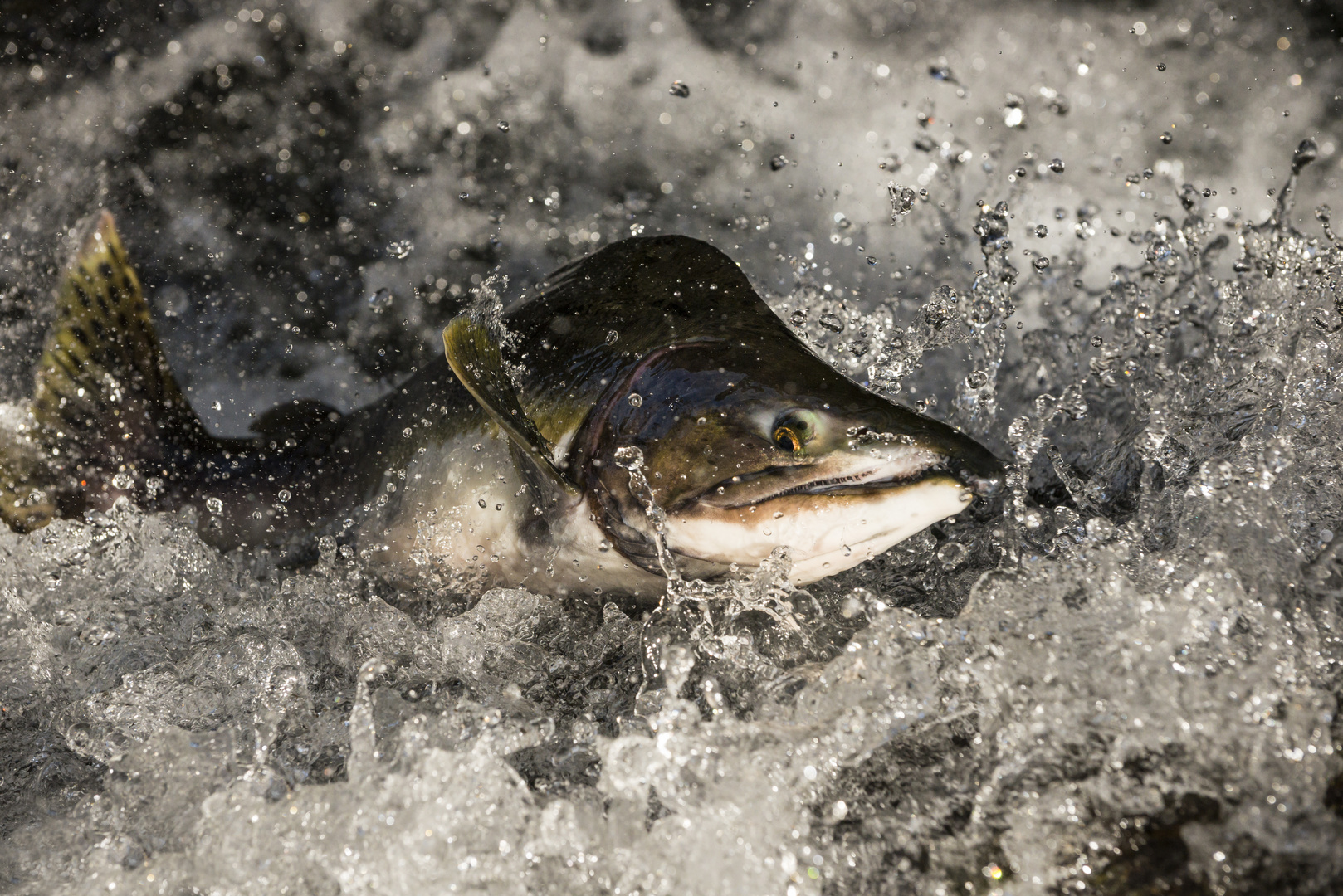Jumping Salmon photo & image animals, wildlife, fish images at photo