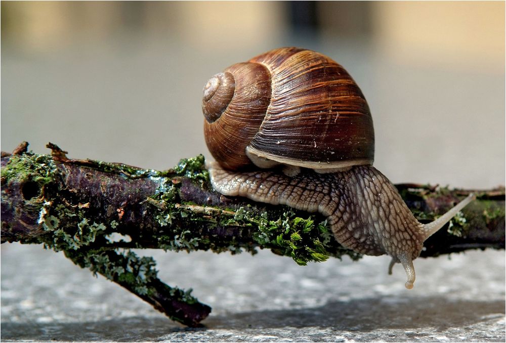 Jumping Schnecke II