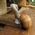 Jumping snail